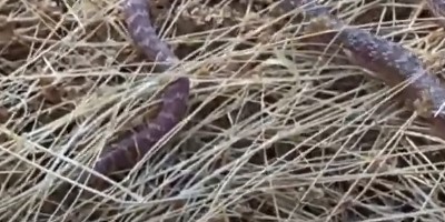 San Bernardino snake